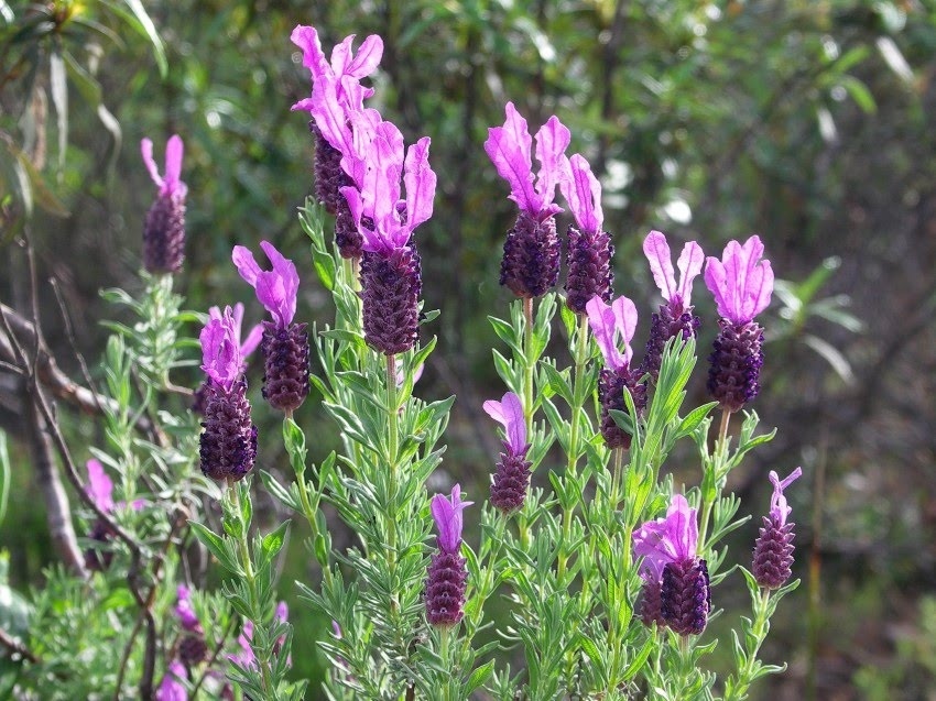 食尸醇薰衣草精油Lavandula luisieri55 (Custom).jpg