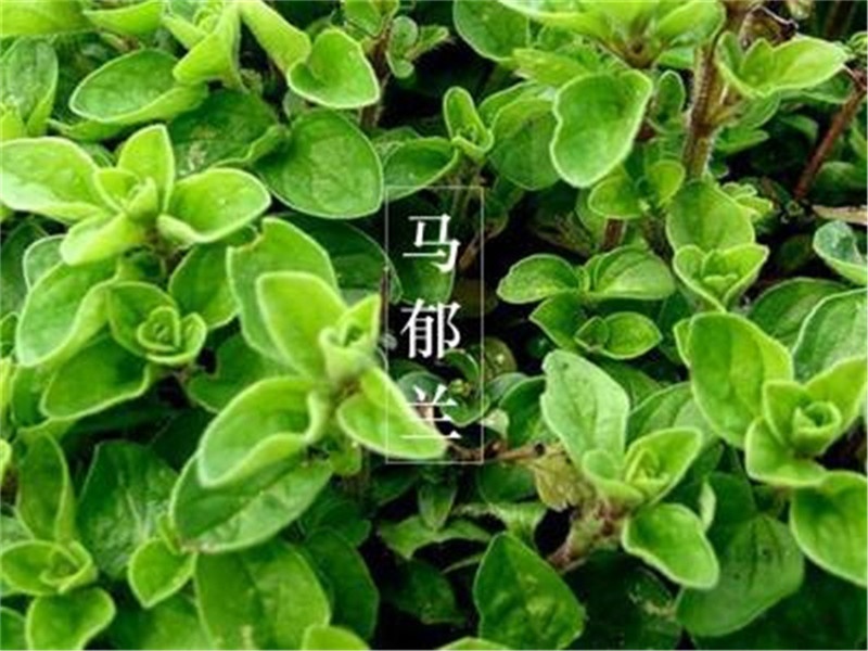 marjoram-3.jpg