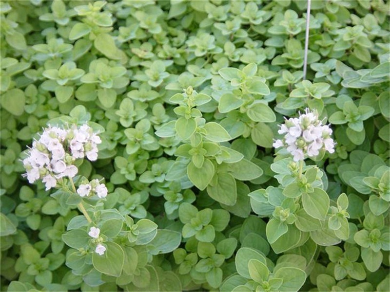 marjoram.jpg