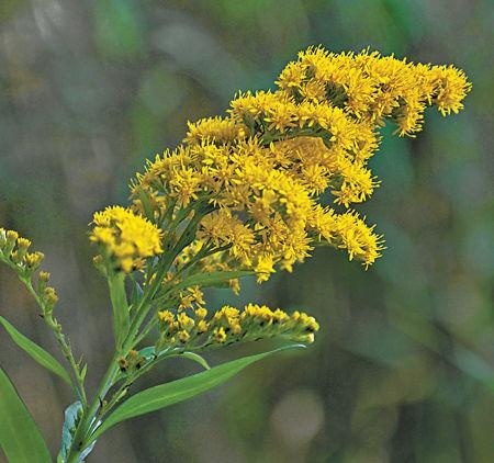 一枝黄花.jpg
