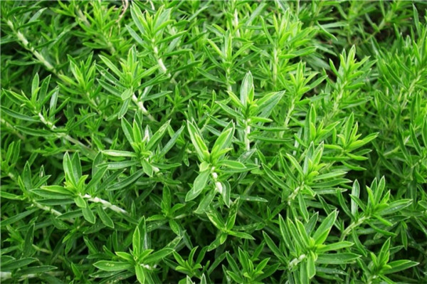 冬季香薄荷精油