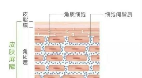 细胞间缝隙.jpg