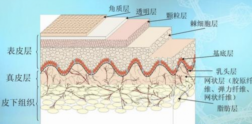 皮肤生理结构.png