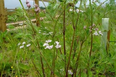 芫荽精油
