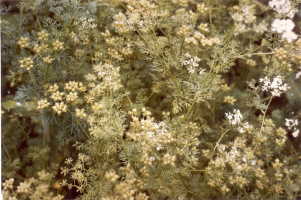 芫荽精油