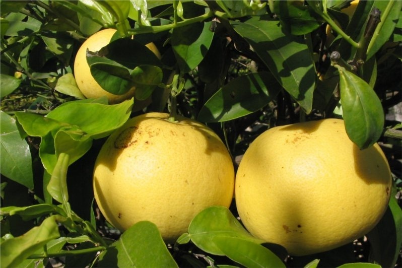 葡萄柚 grapefruit white-Citrus Paradisii.jpg