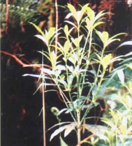 山鸡椒精油 
