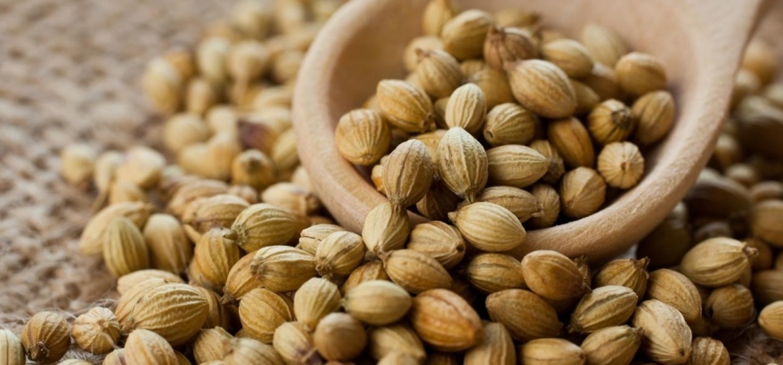 芫荽籽Benefits-Of-Coriander-Seeds1.jpg