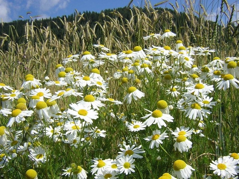 罗马洋甘菊CAMOMILLA ROMANA - ANTHEMIS NOBILIS .JPG