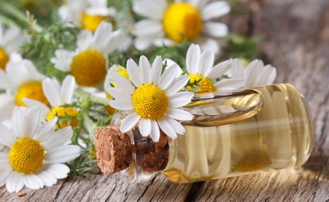罗马洋甘菊Roman-Chamomile-Essential-Oil.jpg