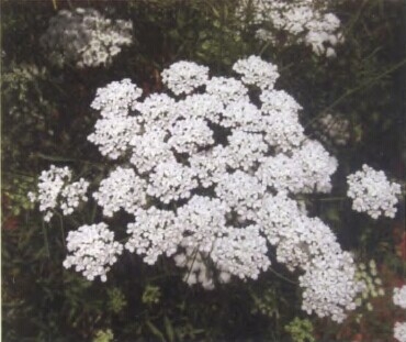 洋茴香精油 Pimpinella anisum 