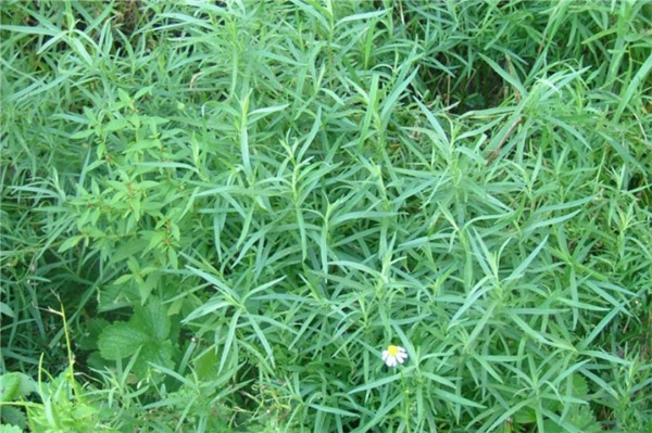 龙艾精油 Artemisia dracunculus 