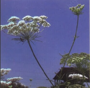 洋茴香精油 Pimpinella anisum 