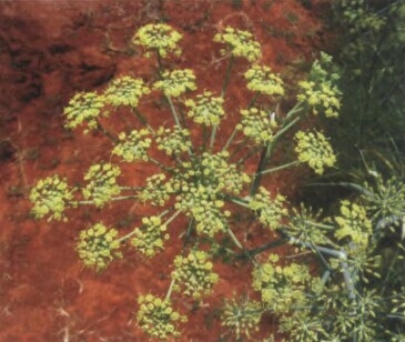茴香精油Foeniculum vulgare