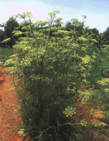 茴香精油Foeniculum vulgare