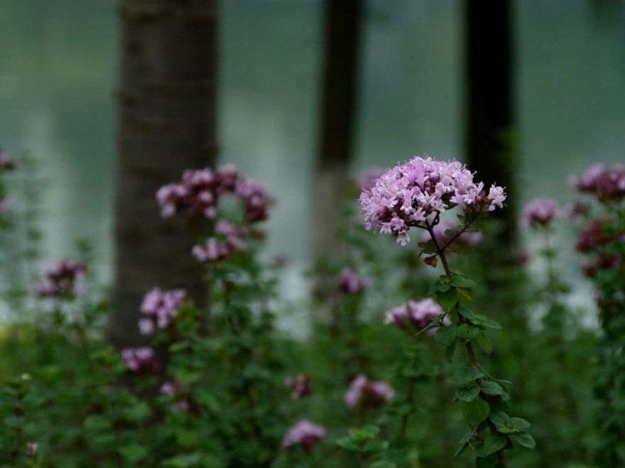 v2-88fc667f702b7d5d06ed12a141dcd05d_1440w.jpg