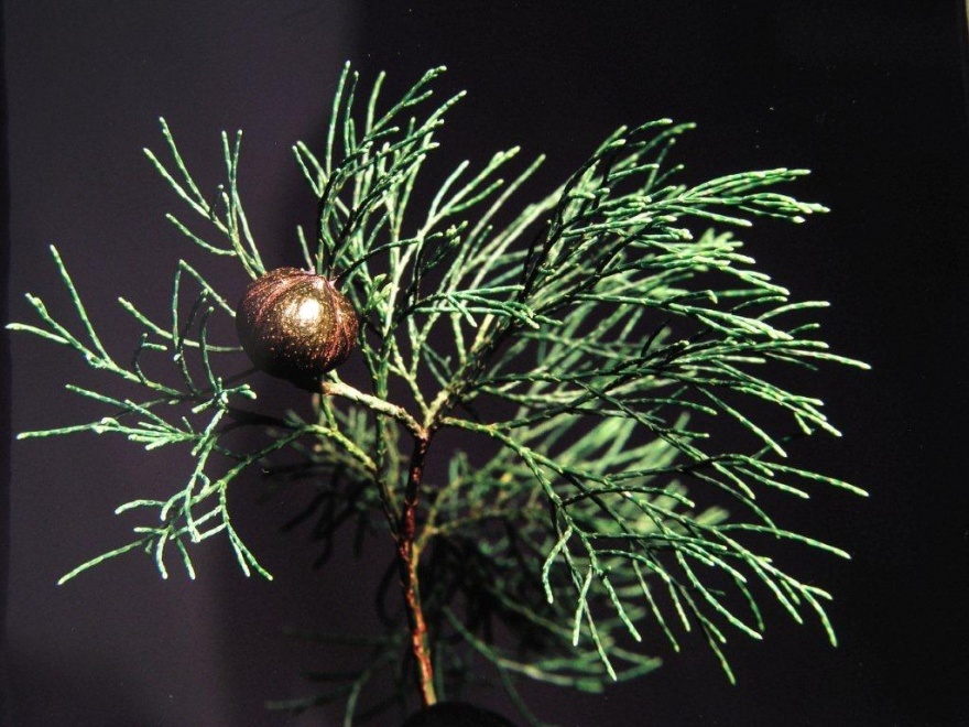 蓝丝柏Blue-Cypress-callitris_Intratropica.jpg