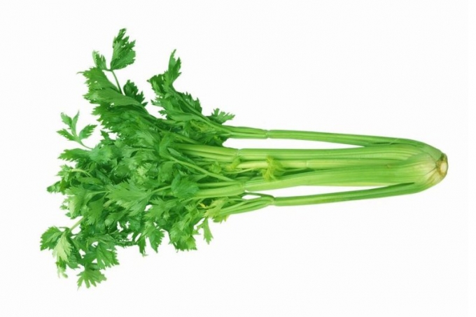 芹菜精油