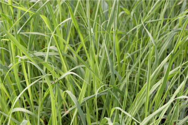 柠檬香茅精油