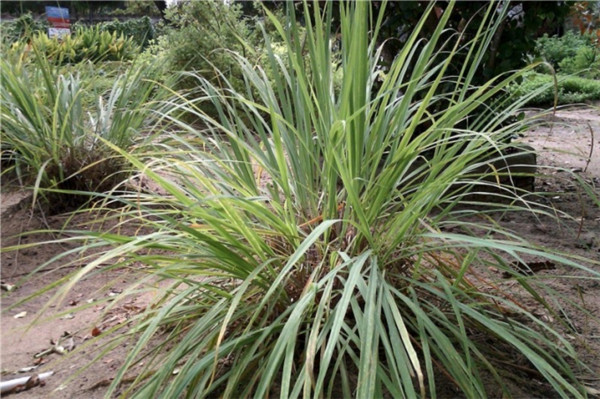柠檬香茅精油