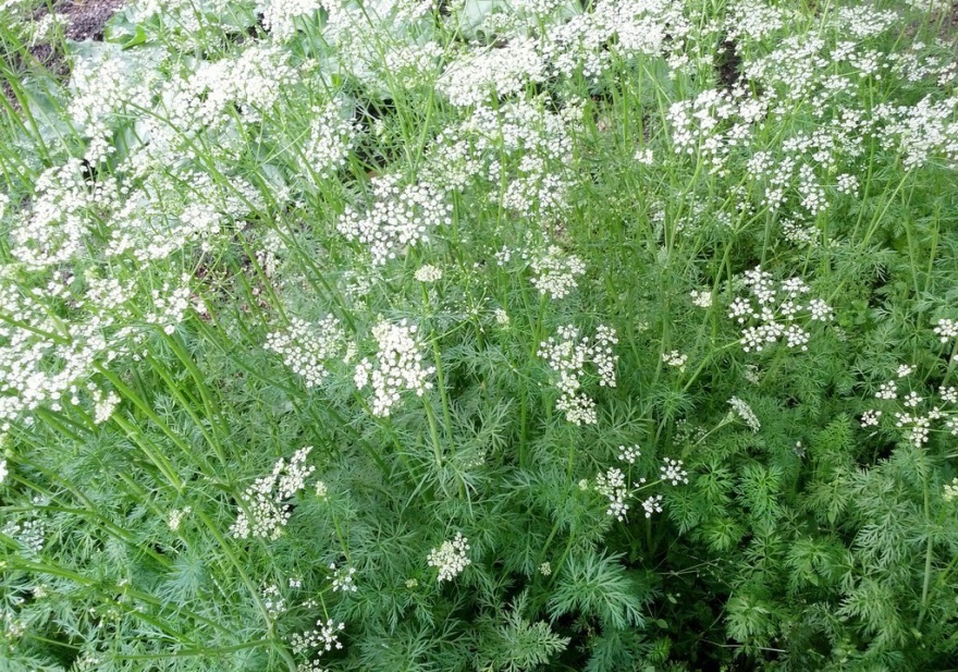 小茴香cumin-plant.jpg