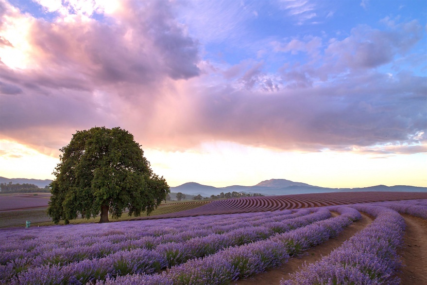 薰衣草bridestowe-lavender-banner-502A6717.jpg