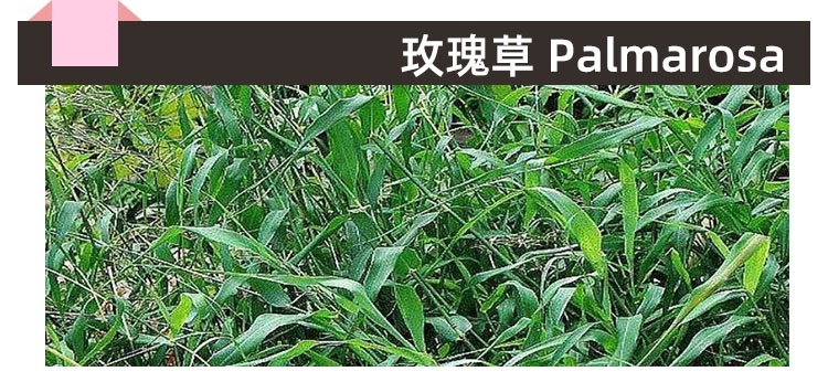 小标题 玫瑰草.jpg