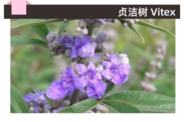 小标题 贞洁树.jpg