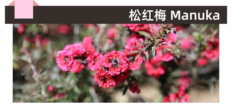 小标题 松红梅.jpg