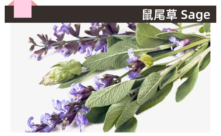 小标题 鼠尾草.jpg