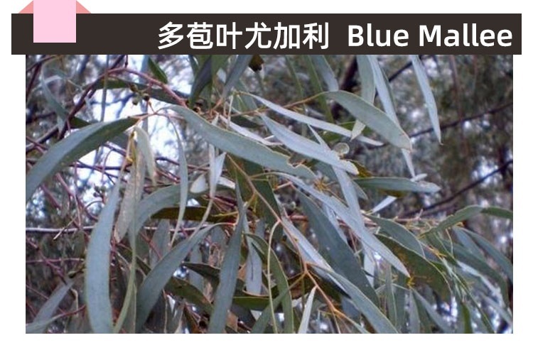 小标题 多苞叶尤加利.jpg