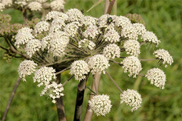 小茴香 cumin-Cuminum Cyminum 11.jpg