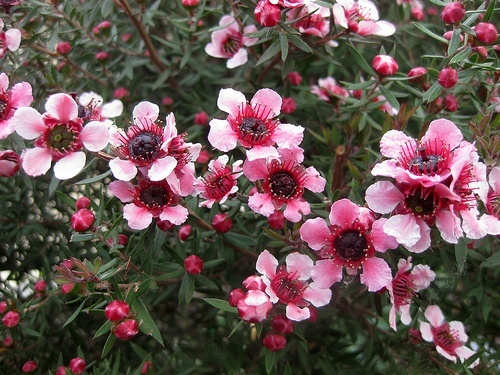 松红梅Leptospermum scoparium.jpg