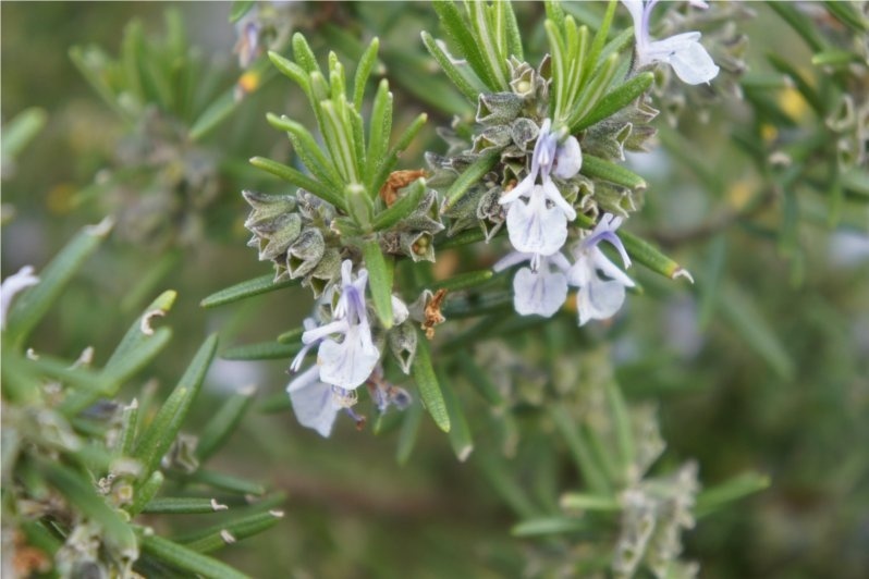 桉油迷迭香 rosemary cineol-Rosmarinus Officinalis Cineolifera.jpg