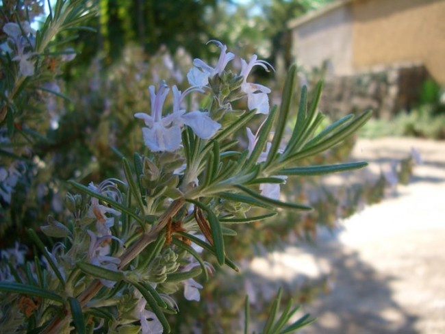 桉油醇迷迭香rosmarinus-officinalis2_5.jpg