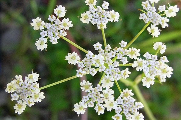 小茴香 cumin-Cuminum Cyminum 22.jpg