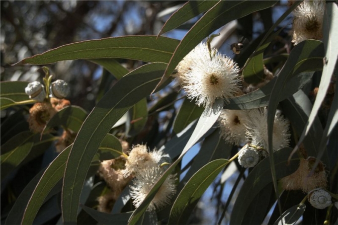 藍膠尤加利 eucalyptus globulus-Eucalyptus Globulus 11.jpg