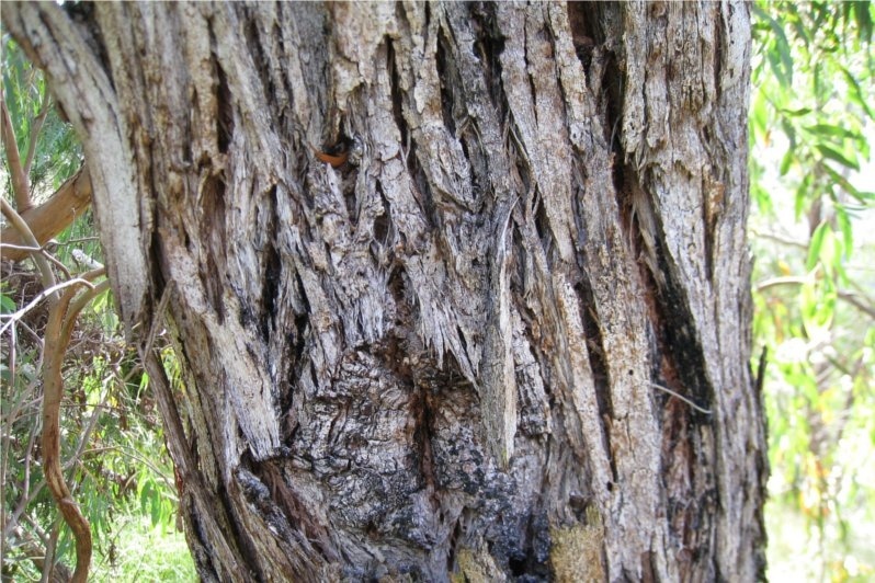 澳洲尤加利 eucalyptus radiata-Eucalyptus Radiata 22.jpg
