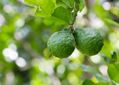 佛手柑benefits-of-bergamot-featured.jpg
