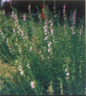 高地牛藤草.jpg