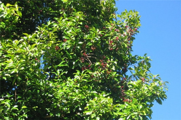 丁香花苞 CLOVE BUD-Eugenia Caryophyllus 33.jpg