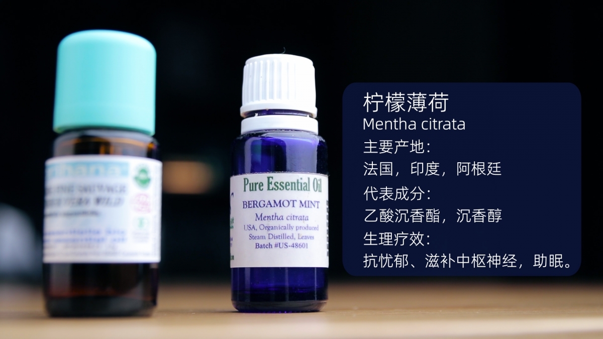 柠檬薄荷.jpg