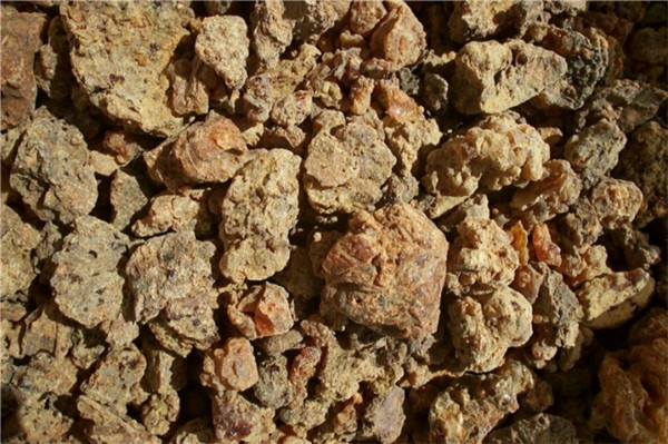 没药精油 Commiphora molmol 