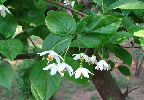 安息香精油