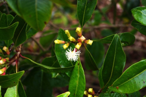 丁香花苞精油