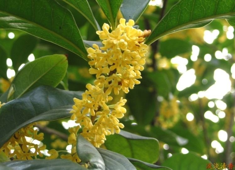 src=http___image.shumiao.net_uploads_20190321_02_1553108118-mOrFqEGYpv.jpg&amp;ref.jpg