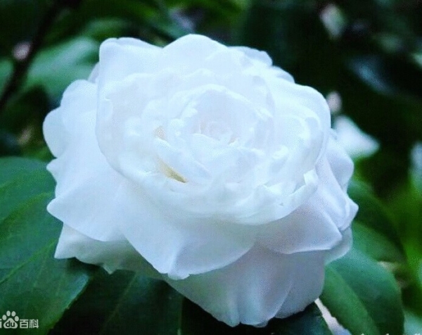 白茶花.jpg