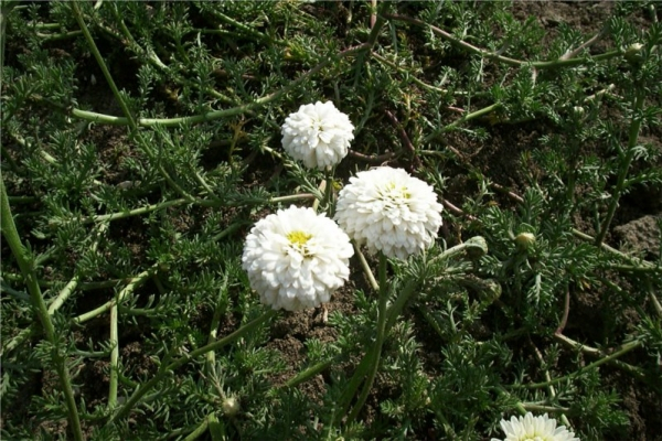罗马洋甘菊精油