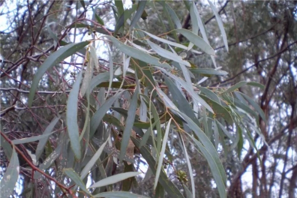 多苞葉尤加利 eucalyptus polybractea-Eucalyptus Poly.jpg