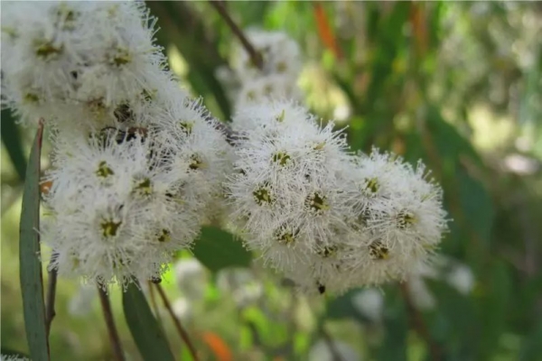 澳洲尤加利 eucalyptus radiata-Eucalyptus Radiata 1.jpg